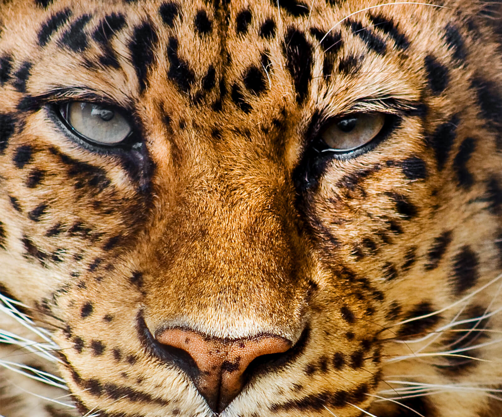 Your Alternative text