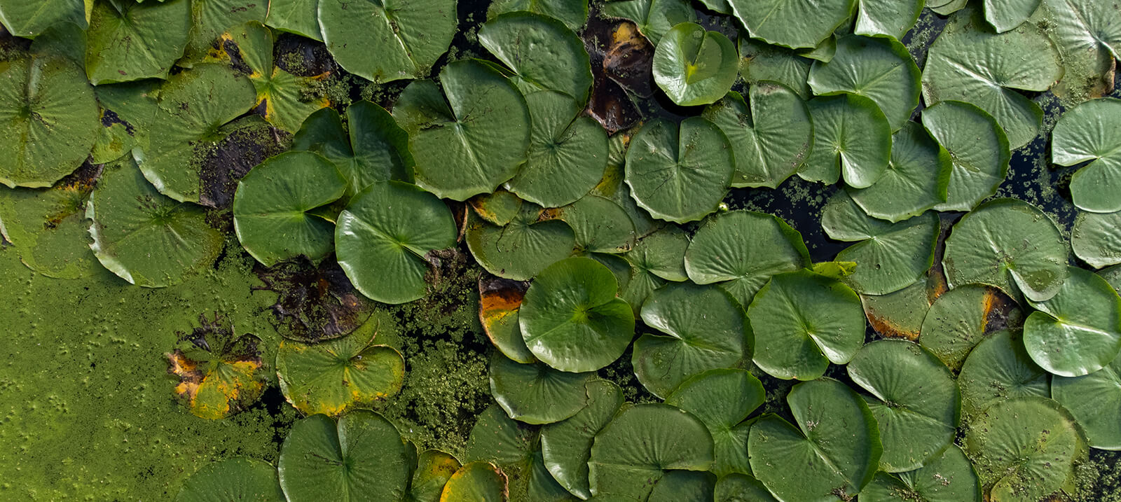 Your Alternative text