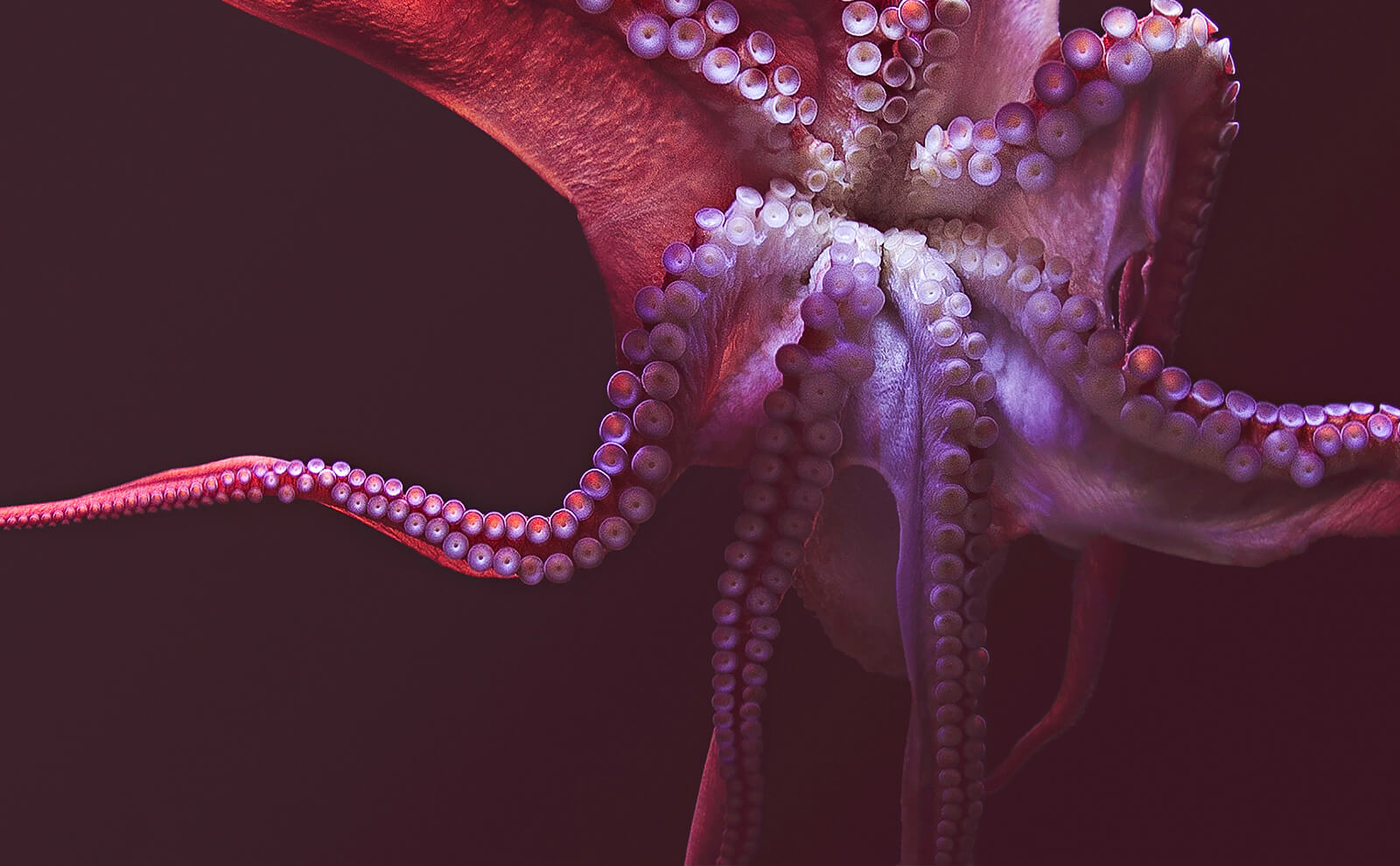 Your Alternative text