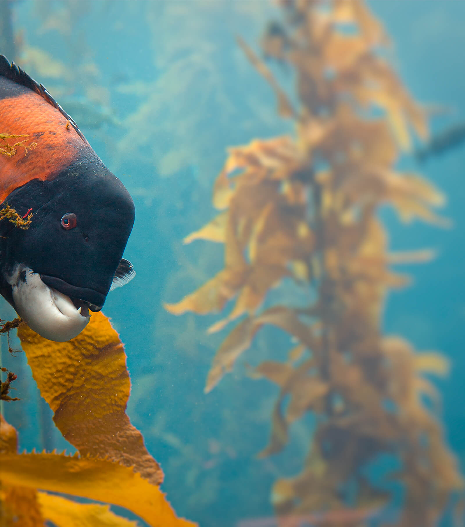 Your Alternative text