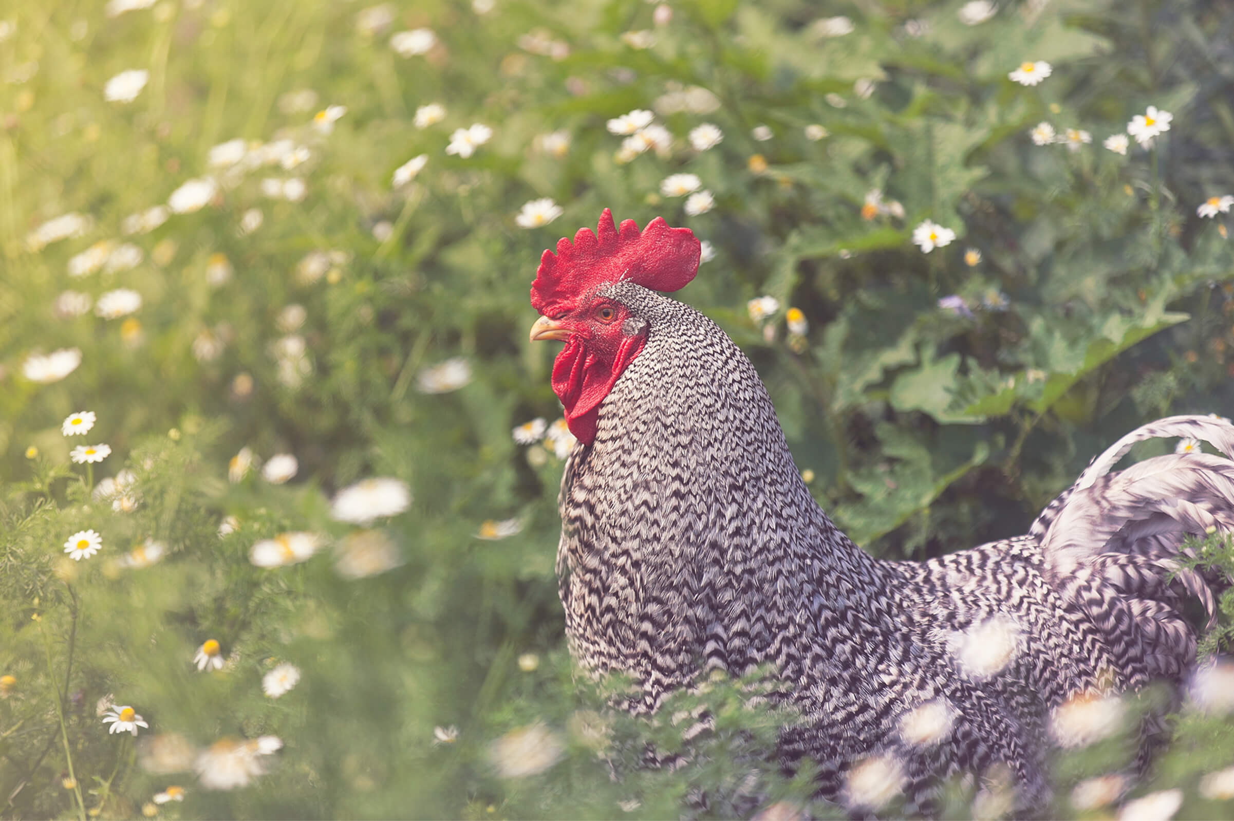 Your Alternative text