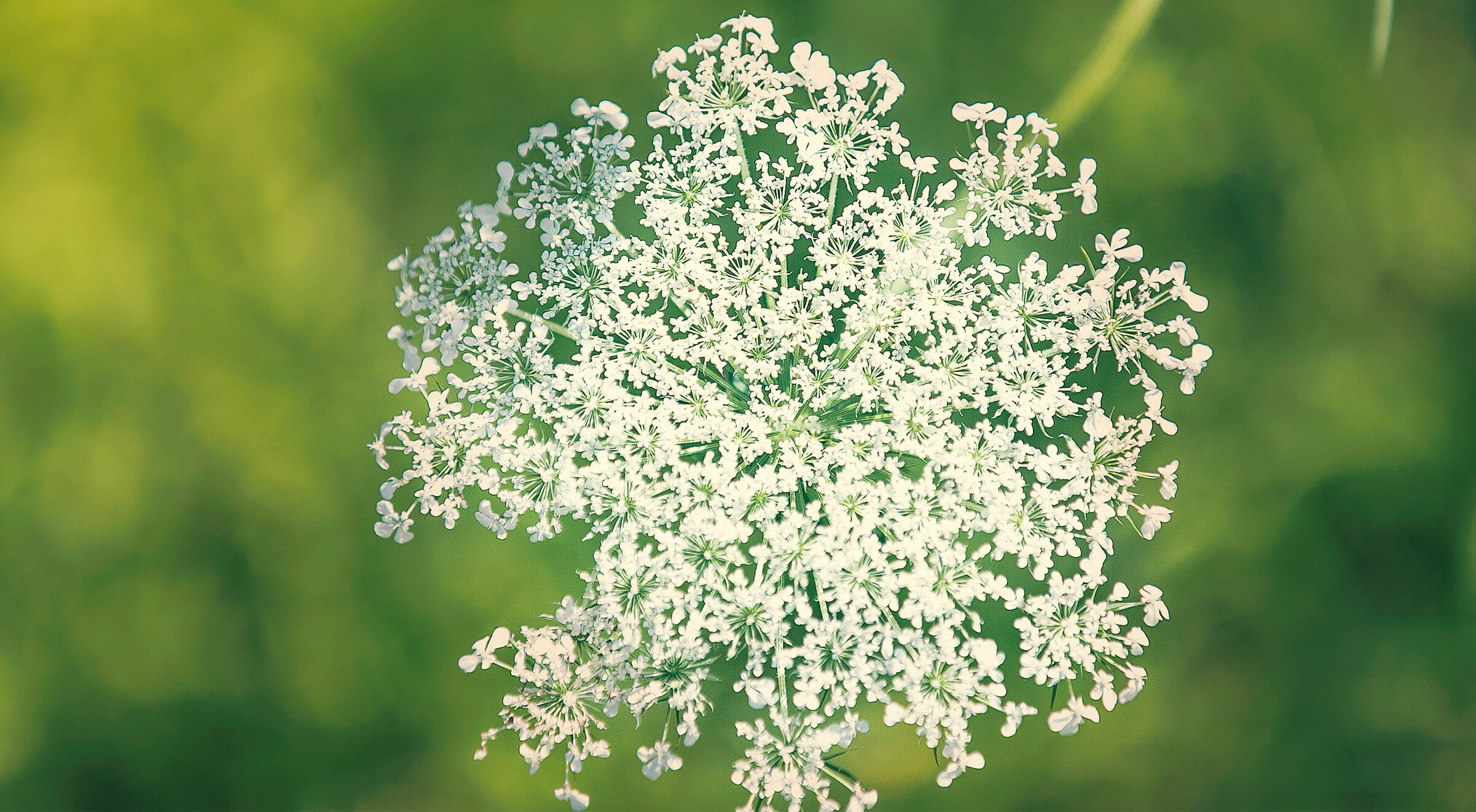 Your Alternative text